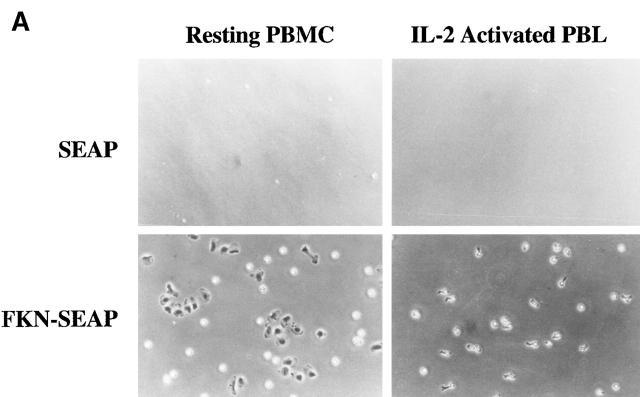 https://cdn.ncbi.nlm.nih.gov/pmc/blobs/7082/2213407/3a89deb489af/JEM980441.2a.jpg