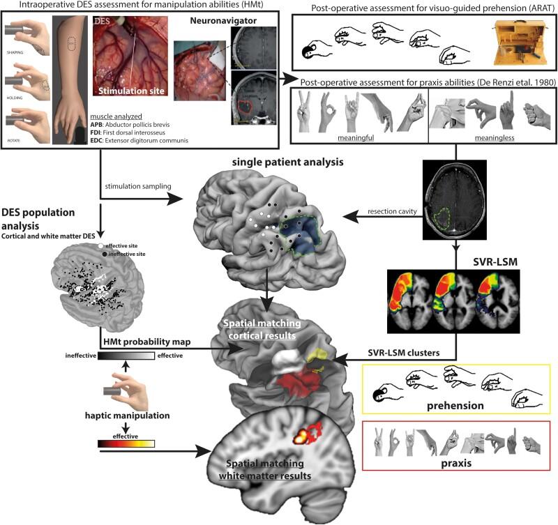 https://cdn.ncbi.nlm.nih.gov/pmc/blobs/708c/10766244/3ab752bd31f2/awad316f1.jpg