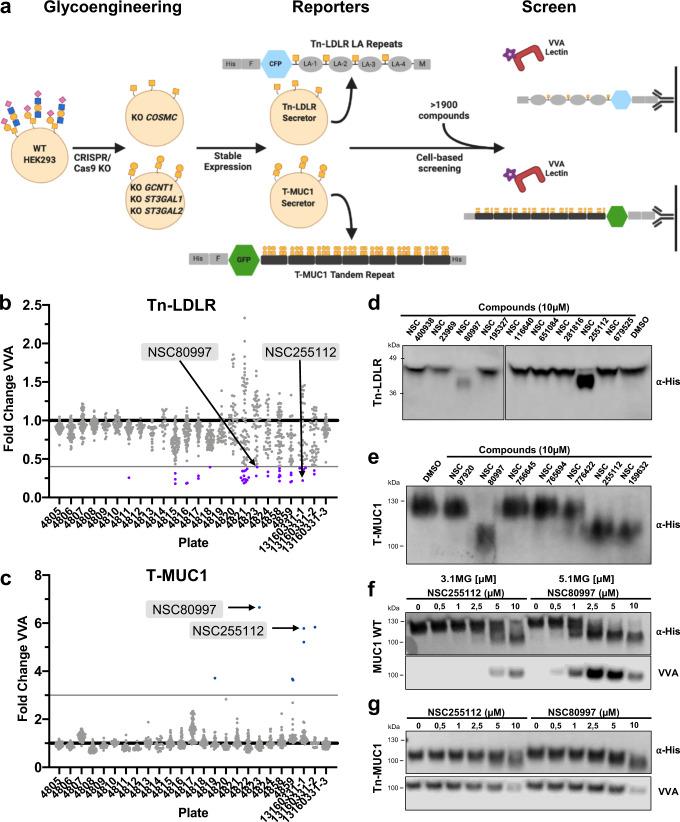 https://cdn.ncbi.nlm.nih.gov/pmc/blobs/708c/9941569/393dc83a88ad/41467_2023_36598_Fig1_HTML.jpg