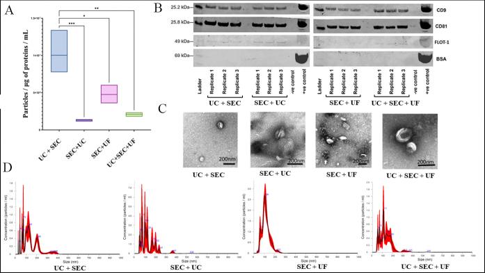 https://cdn.ncbi.nlm.nih.gov/pmc/blobs/708d/11648519/975f91cdf0fe/evcna-5-1-119.fig.3.jpg