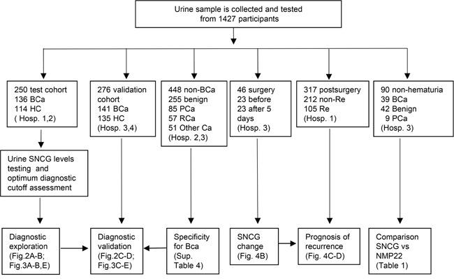https://cdn.ncbi.nlm.nih.gov/pmc/blobs/708d/5190035/75eba1b34ca9/oncotarget-07-43432-g001.jpg