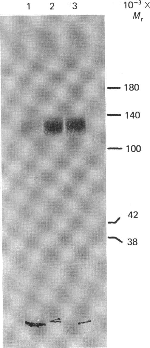 https://cdn.ncbi.nlm.nih.gov/pmc/blobs/7095/1147524/a810eb45b53f/biochemj00264-0075-a.jpg