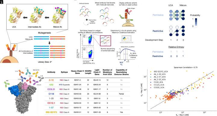 https://cdn.ncbi.nlm.nih.gov/pmc/blobs/7096/11789010/11ef665dd057/pnas.2412787122fig01.jpg