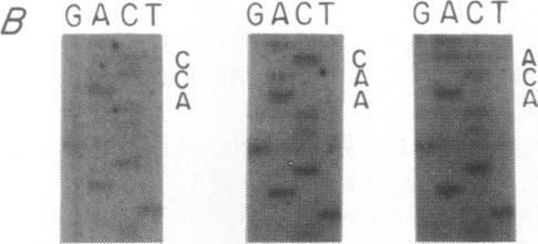 https://cdn.ncbi.nlm.nih.gov/pmc/blobs/7096/51773/766f4e951002/pnas01061-0341-b.jpg