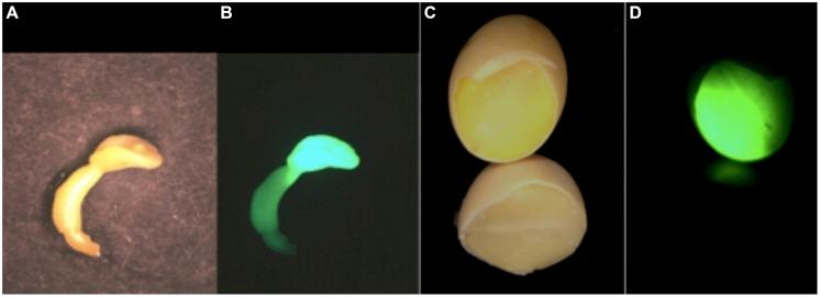 https://cdn.ncbi.nlm.nih.gov/pmc/blobs/7097/4153022/c79cf1c2ce29/fpls-05-00437-g003.jpg