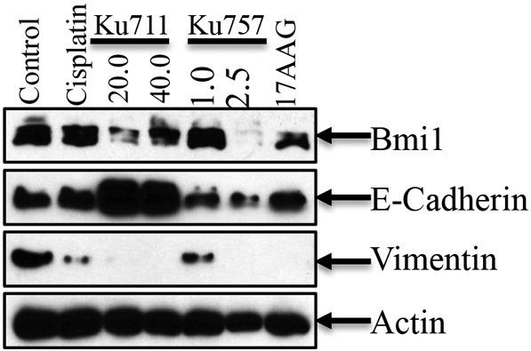 https://cdn.ncbi.nlm.nih.gov/pmc/blobs/7097/5681325/82d283560dd3/gr4.jpg