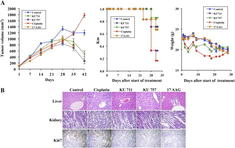 https://cdn.ncbi.nlm.nih.gov/pmc/blobs/7097/5681325/aac0b0d23c40/gr6.jpg
