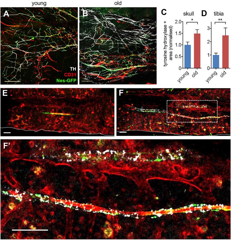 https://cdn.ncbi.nlm.nih.gov/pmc/blobs/7098/6739444/b7aa81b95875/gr2.jpg