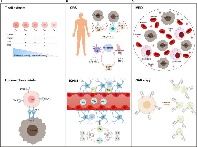 https://cdn.ncbi.nlm.nih.gov/pmc/blobs/709a/7947199/0bbb2ed52f88/fimmu-12-627764-g001.jpg