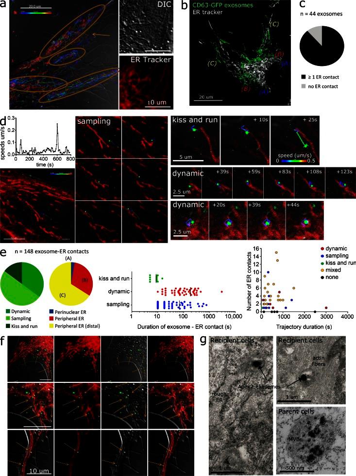 https://cdn.ncbi.nlm.nih.gov/pmc/blobs/709c/5084269/139d7622e0f3/JCB_201506084_Fig5.jpg