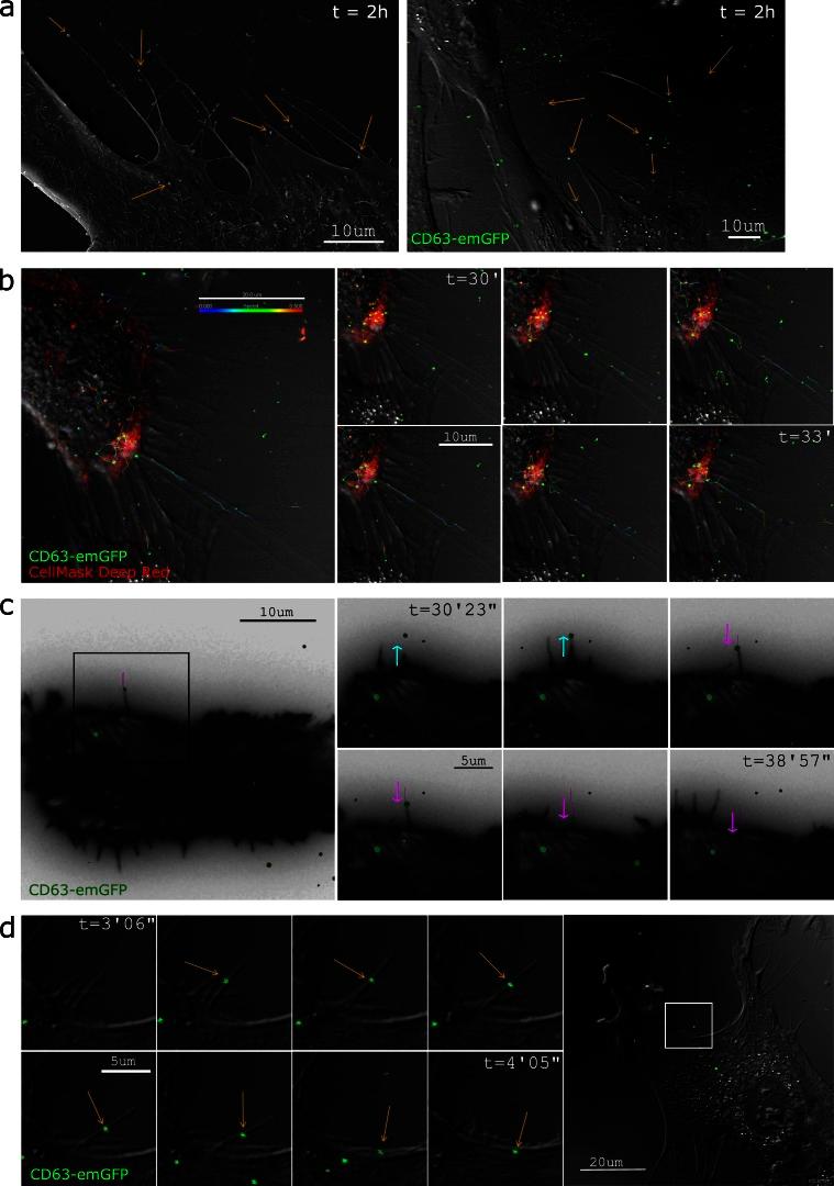 https://cdn.ncbi.nlm.nih.gov/pmc/blobs/709c/5084269/4b950aa8184c/JCB_201506084_Fig3.jpg