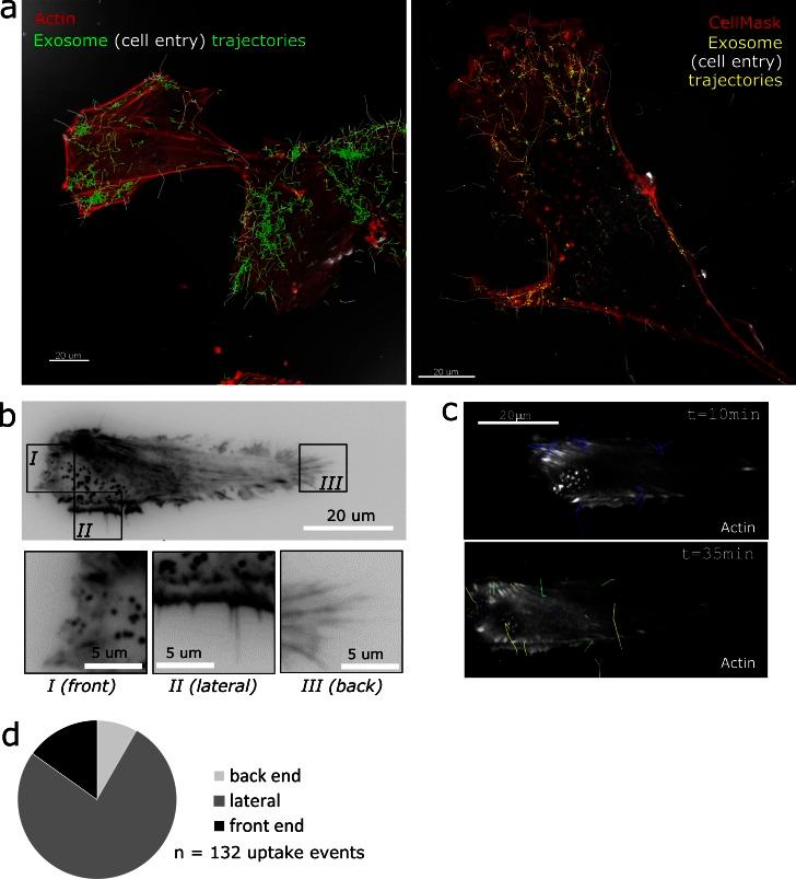 https://cdn.ncbi.nlm.nih.gov/pmc/blobs/709c/5084269/9295ca8b71df/JCB_201506084_Fig2.jpg