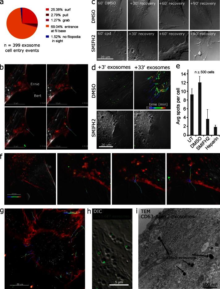 https://cdn.ncbi.nlm.nih.gov/pmc/blobs/709c/5084269/ec73c8894b4d/JCB_201506084_Fig4.jpg