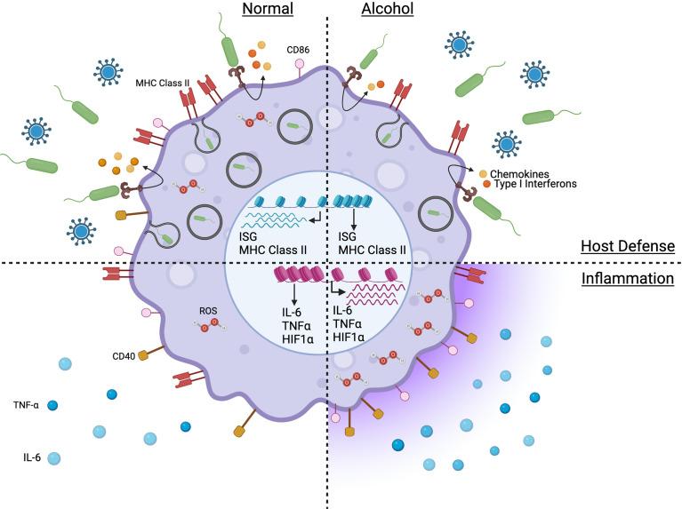 https://cdn.ncbi.nlm.nih.gov/pmc/blobs/709e/9277054/819cb7214bea/fimmu-13-911951-g001.jpg