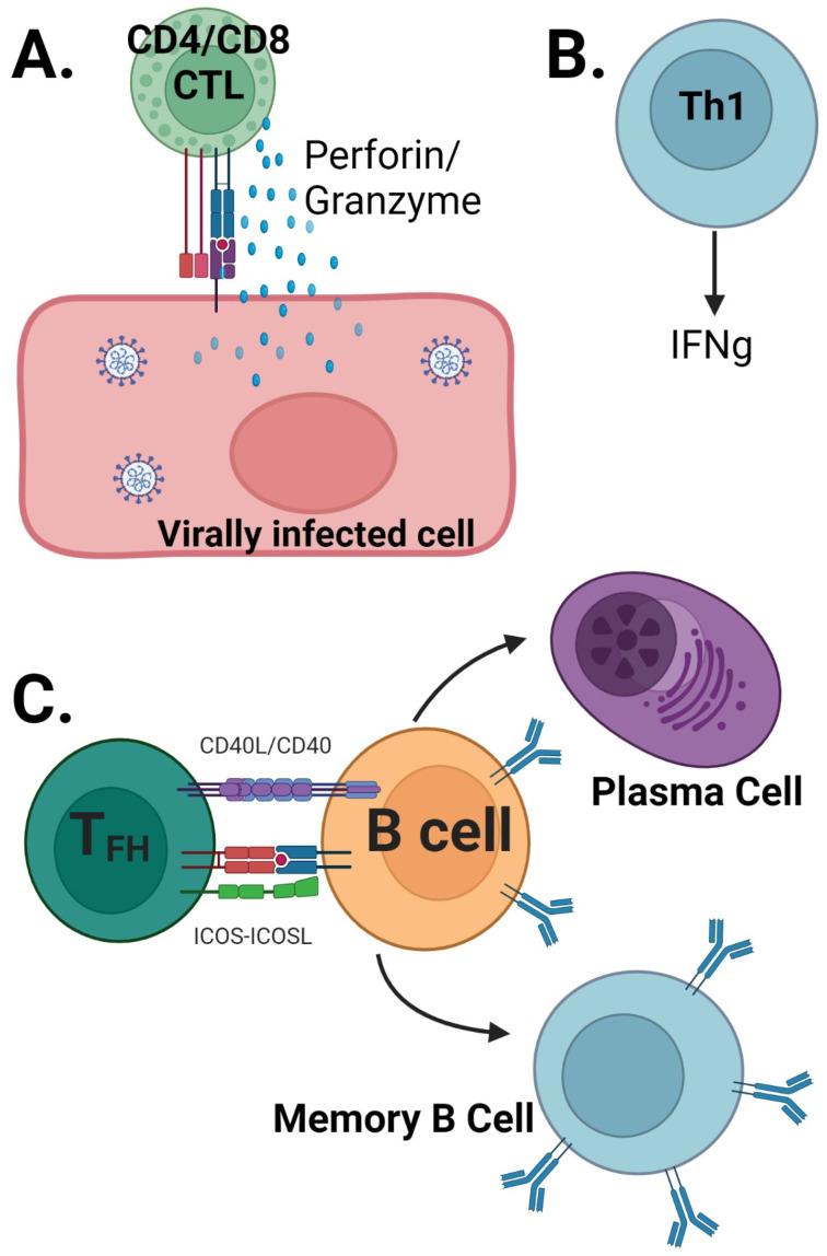 https://cdn.ncbi.nlm.nih.gov/pmc/blobs/70a6/10143972/395cbe84a37f/vaccines-11-00849-g002.jpg