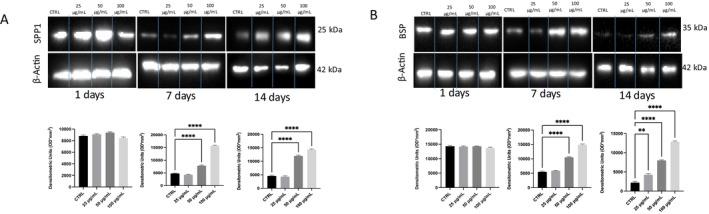 https://cdn.ncbi.nlm.nih.gov/pmc/blobs/70aa/12358679/9ca3598f3895/FSN3-13-e70785-g006.jpg