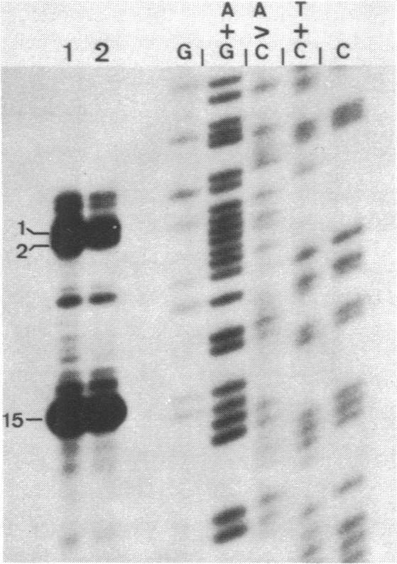 https://cdn.ncbi.nlm.nih.gov/pmc/blobs/70ac/325982/92eee1da398c/nar00356-0085-a.jpg