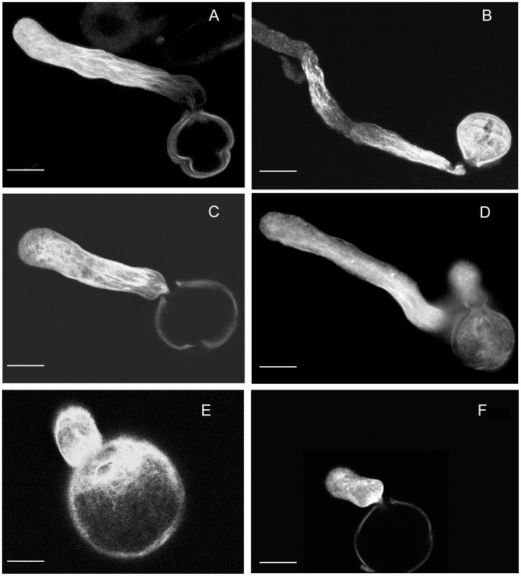 https://cdn.ncbi.nlm.nih.gov/pmc/blobs/70b4/3897733/89de0dcabe1b/pone.0086505.g009.jpg