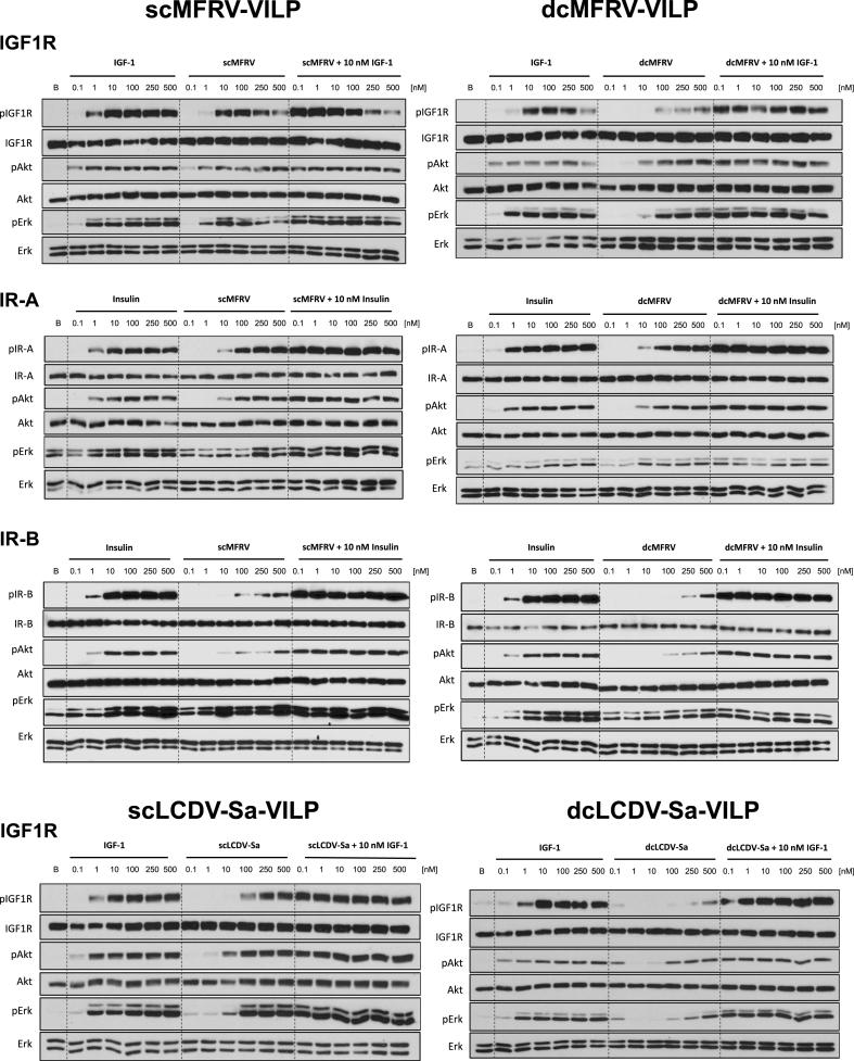 https://cdn.ncbi.nlm.nih.gov/pmc/blobs/70b9/10831276/950957ca8097/gr4.jpg