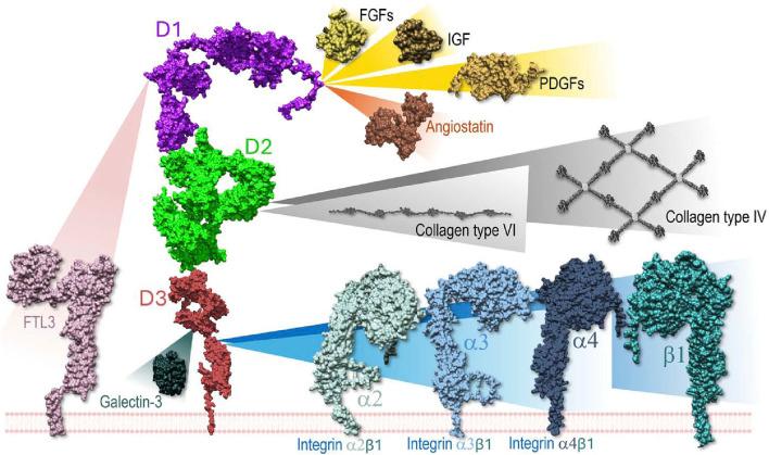 https://cdn.ncbi.nlm.nih.gov/pmc/blobs/70ba/11975855/fad9a154b4a2/fmolb-12-1549177-g001.jpg