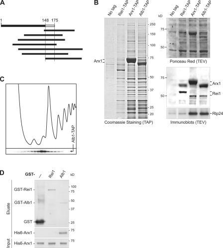 https://cdn.ncbi.nlm.nih.gov/pmc/blobs/70bd/2063836/a9e2638a08a3/jcb1730349f04.jpg