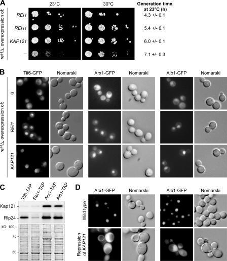 https://cdn.ncbi.nlm.nih.gov/pmc/blobs/70bd/2063836/eee8a3ef97a6/jcb1730349f06.jpg