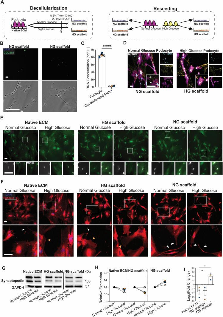 https://cdn.ncbi.nlm.nih.gov/pmc/blobs/70c7/11585791/af8bd2fef282/gr6.jpg