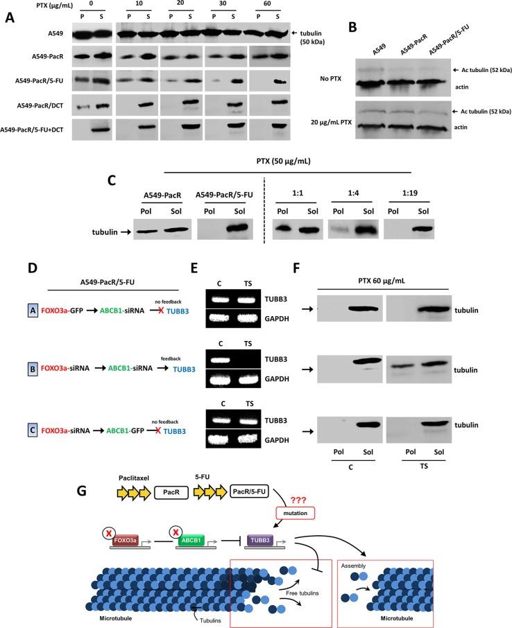 https://cdn.ncbi.nlm.nih.gov/pmc/blobs/70c8/5085164/3efe4f8e622f/oncotarget-07-34395-g007.jpg