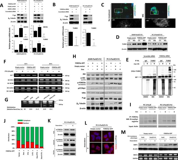 https://cdn.ncbi.nlm.nih.gov/pmc/blobs/70c8/5085164/9bde8a4857ac/oncotarget-07-34395-g004.jpg