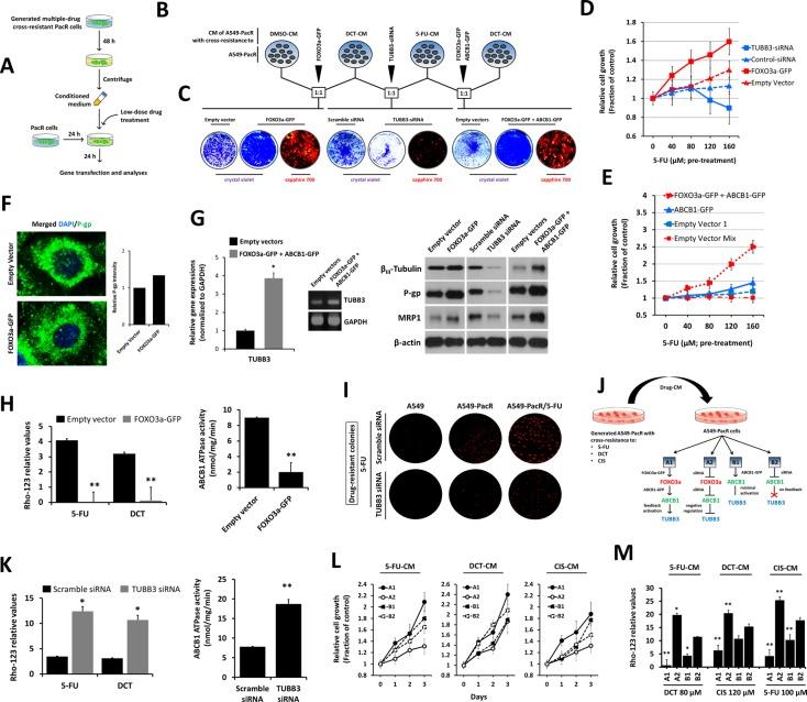 https://cdn.ncbi.nlm.nih.gov/pmc/blobs/70c8/5085164/cc5c50a1dee6/oncotarget-07-34395-g005.jpg