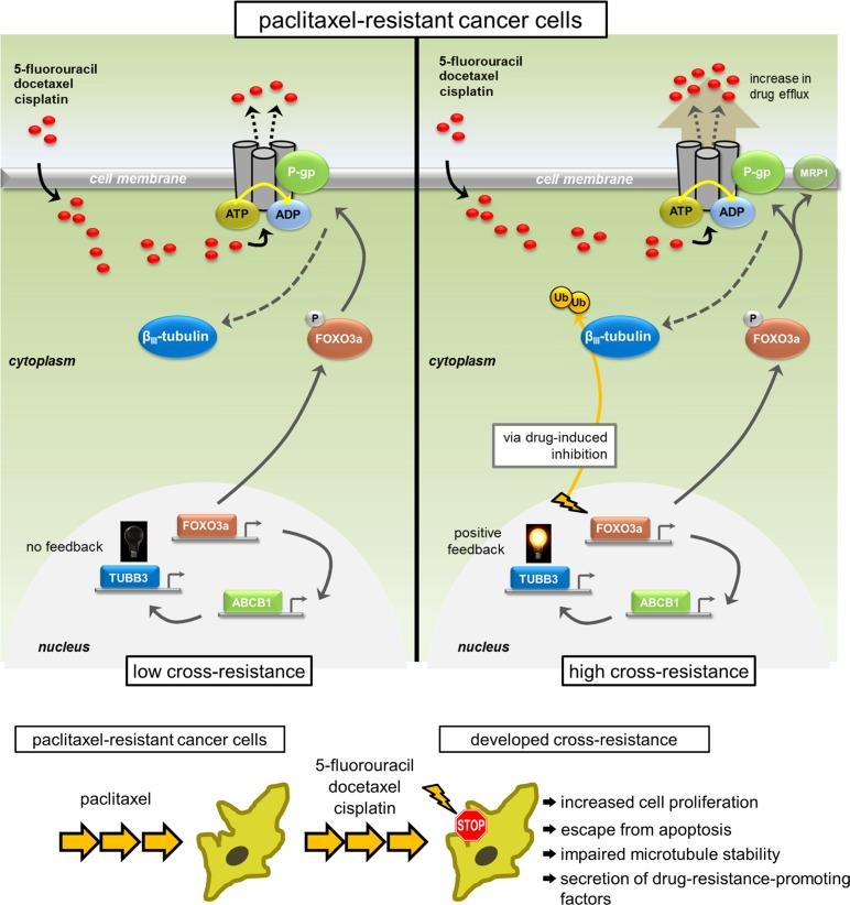 https://cdn.ncbi.nlm.nih.gov/pmc/blobs/70c8/5085164/f6173290c758/oncotarget-07-34395-g008.jpg
