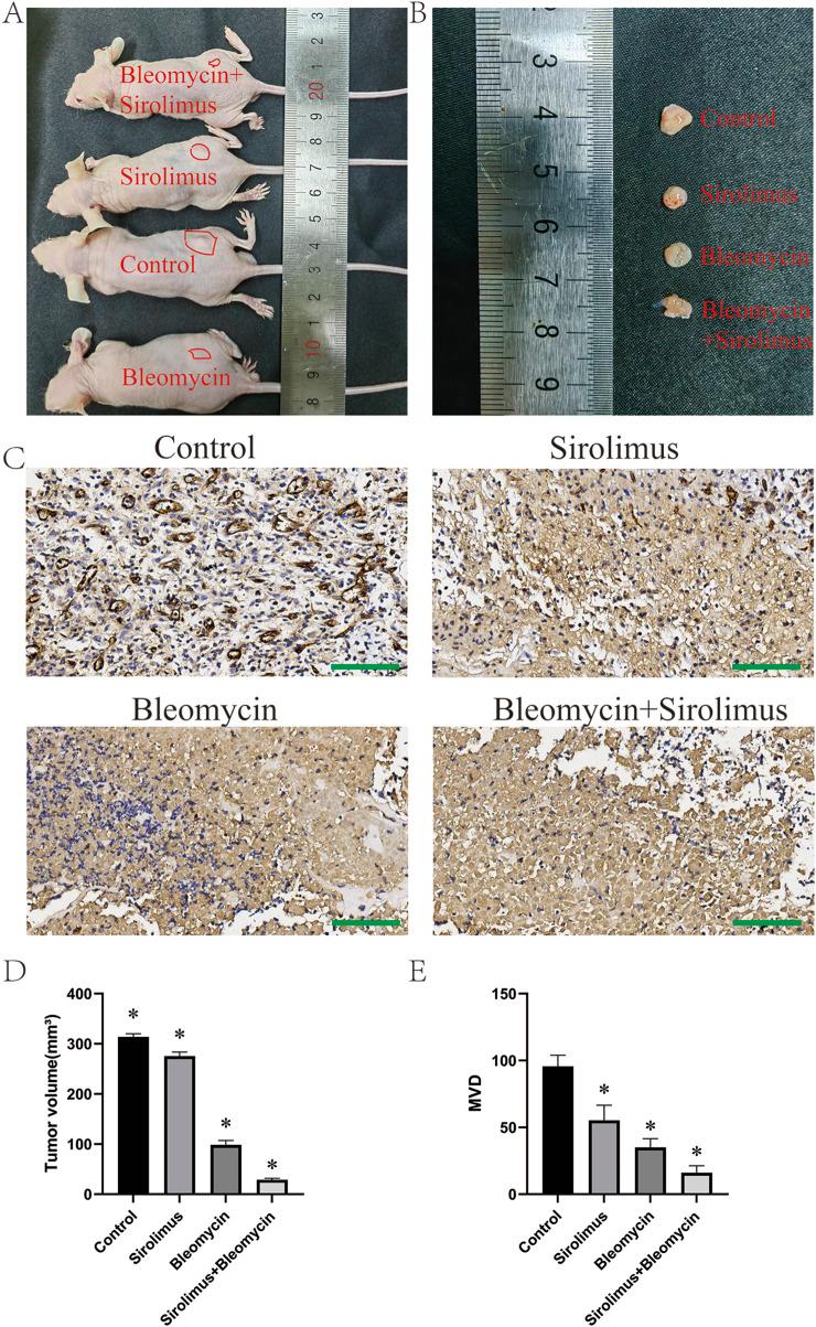 https://cdn.ncbi.nlm.nih.gov/pmc/blobs/70cd/12392924/f17fdc84fa30/fcell-13-1629770-g005.jpg