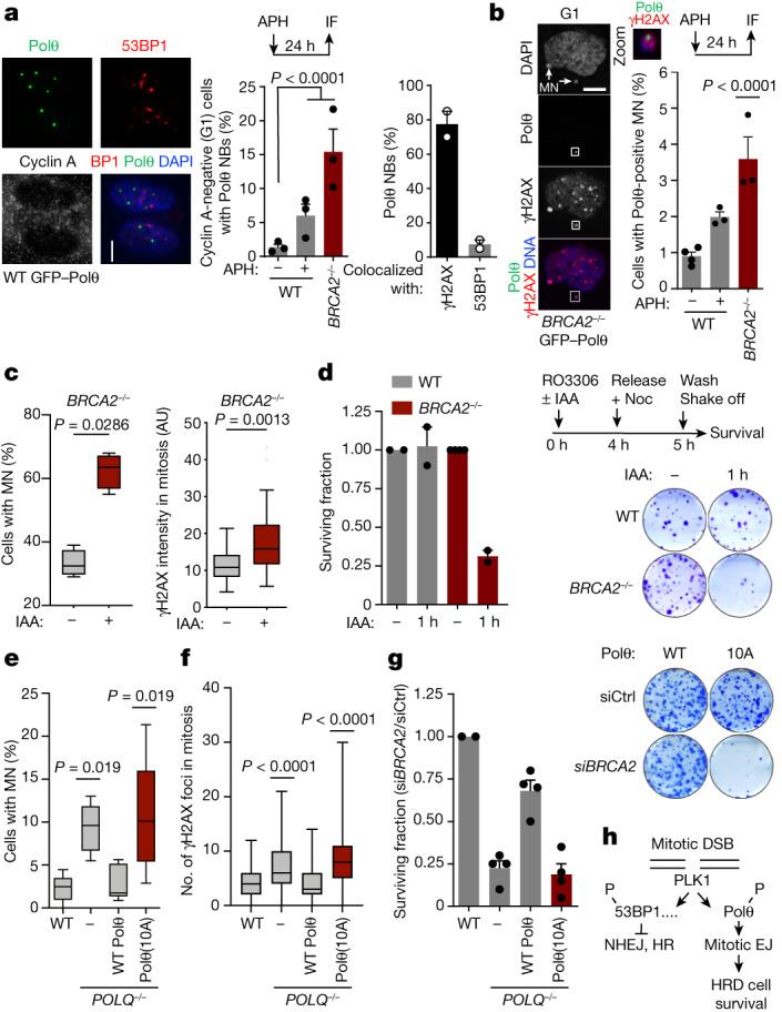https://cdn.ncbi.nlm.nih.gov/pmc/blobs/70cf/10499603/429f83fc6145/41586_2023_6506_Fig4_HTML.jpg