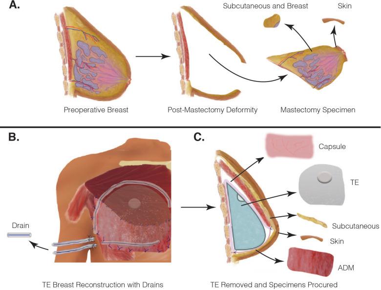 https://cdn.ncbi.nlm.nih.gov/pmc/blobs/70d5/10581127/37bf1f366a89/spectrum.01430-23.f002.jpg
