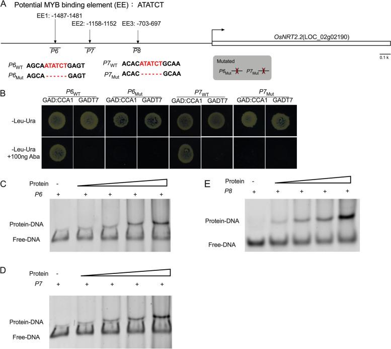 https://cdn.ncbi.nlm.nih.gov/pmc/blobs/70d6/10583366/62487b1fec30/12870_2023_4520_Fig5_HTML.jpg