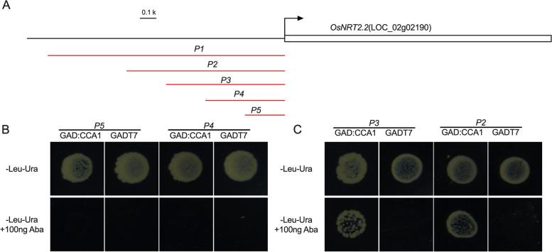 https://cdn.ncbi.nlm.nih.gov/pmc/blobs/70d6/10583366/dd98d6474f71/12870_2023_4520_Fig4_HTML.jpg