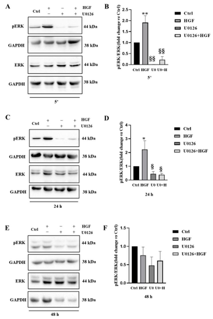 https://cdn.ncbi.nlm.nih.gov/pmc/blobs/70dc/10377482/540f1eac1f66/biomedicines-11-01894-g003.jpg