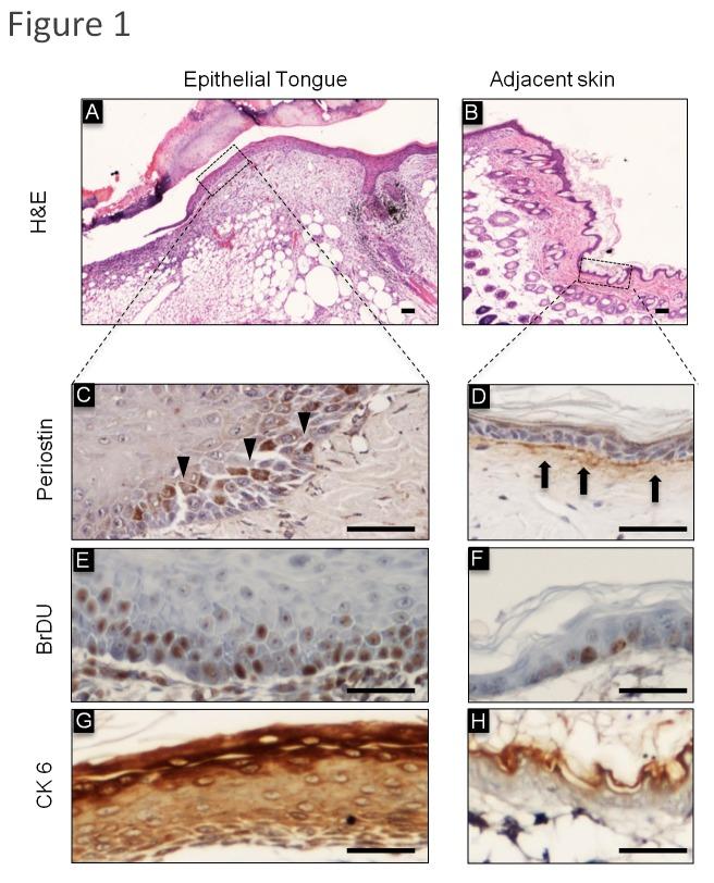 https://cdn.ncbi.nlm.nih.gov/pmc/blobs/70e0/3862800/b0ca8110011f/pone.0083580.g001.jpg