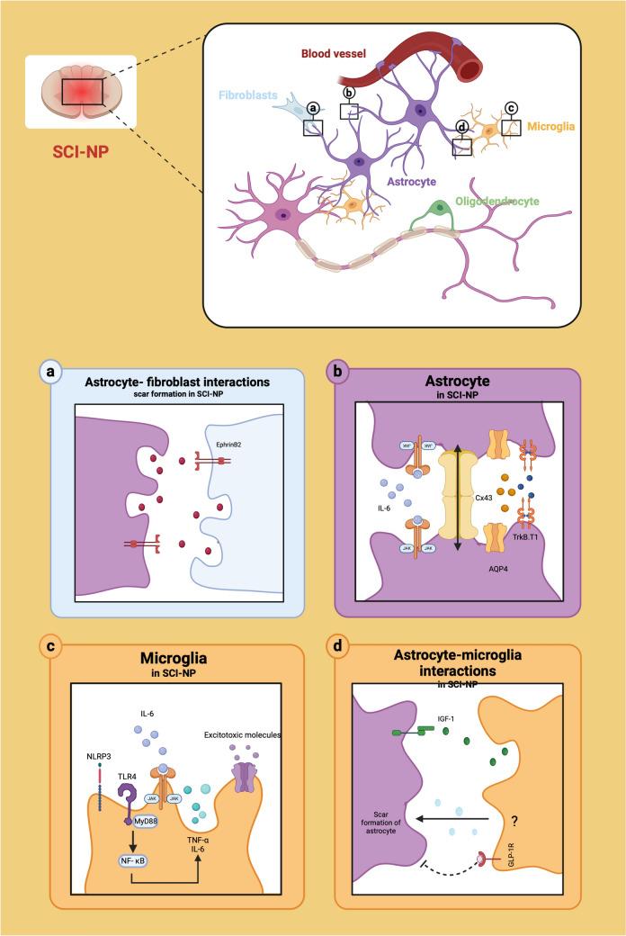 https://cdn.ncbi.nlm.nih.gov/pmc/blobs/70e6/11604677/076d1efc8d2a/10571_2024_1517_Fig2_HTML.jpg