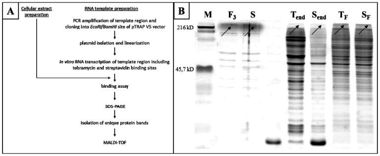 https://cdn.ncbi.nlm.nih.gov/pmc/blobs/70e6/3565259/5b0dab4a63e1/ijms-14-00205f3.jpg