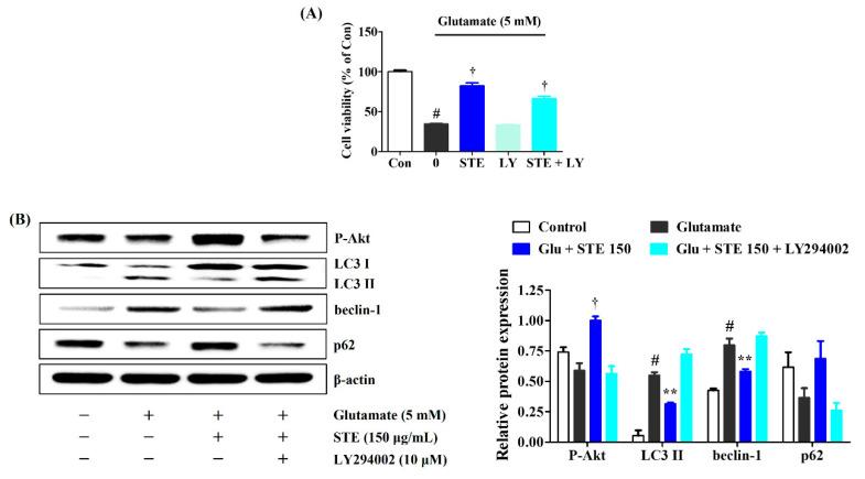 https://cdn.ncbi.nlm.nih.gov/pmc/blobs/70e6/9569781/f92267fb0086/ijms-23-11445-g007.jpg
