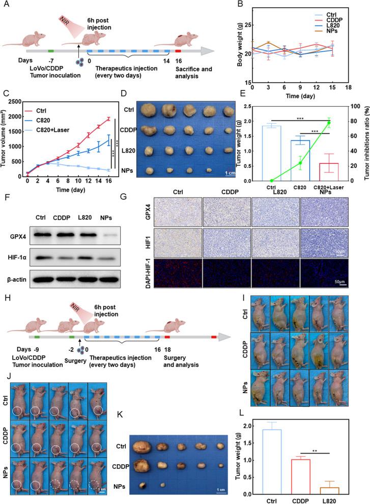 https://cdn.ncbi.nlm.nih.gov/pmc/blobs/70ea/10518107/19cd2225610b/40824_2023_427_Fig6_HTML.jpg