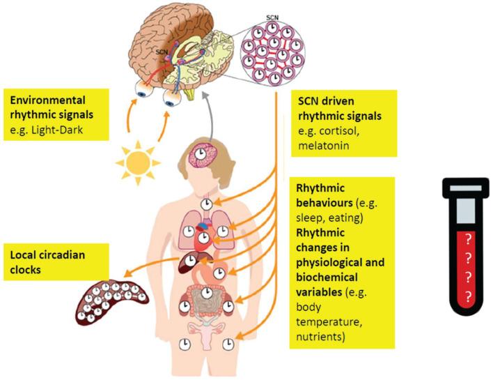 https://cdn.ncbi.nlm.nih.gov/pmc/blobs/70ee/7543025/8c96c419454f/10.1177_0748730420940483-fig1.jpg