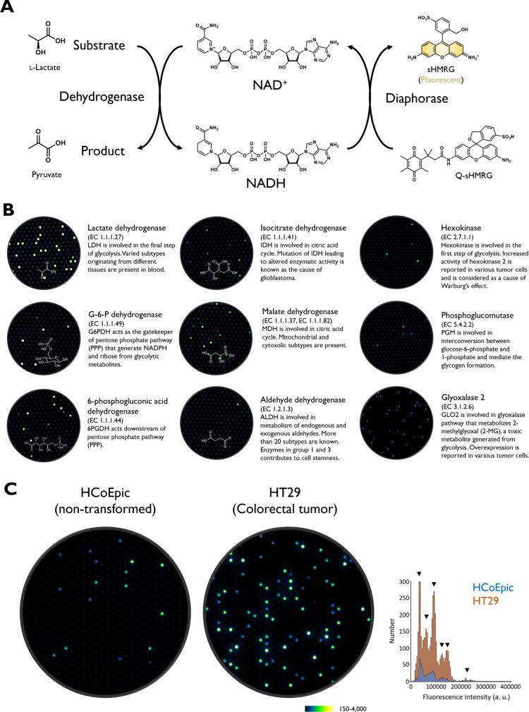 https://cdn.ncbi.nlm.nih.gov/pmc/blobs/70f2/12291115/567af151e1ce/oc5c00100_0006.jpg