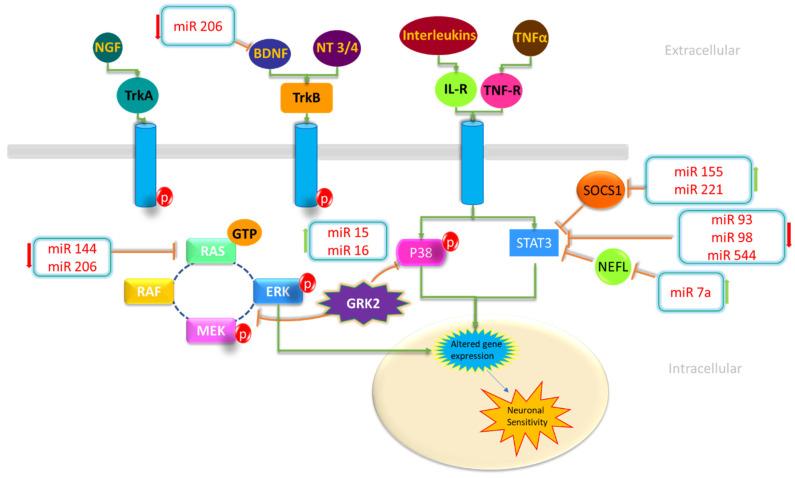 https://cdn.ncbi.nlm.nih.gov/pmc/blobs/70f3/11353898/0a4a4ca28784/genes-15-01003-g001.jpg