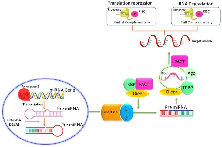 https://cdn.ncbi.nlm.nih.gov/pmc/blobs/70f3/11353898/46a655d12699/genes-15-01003-g003.jpg