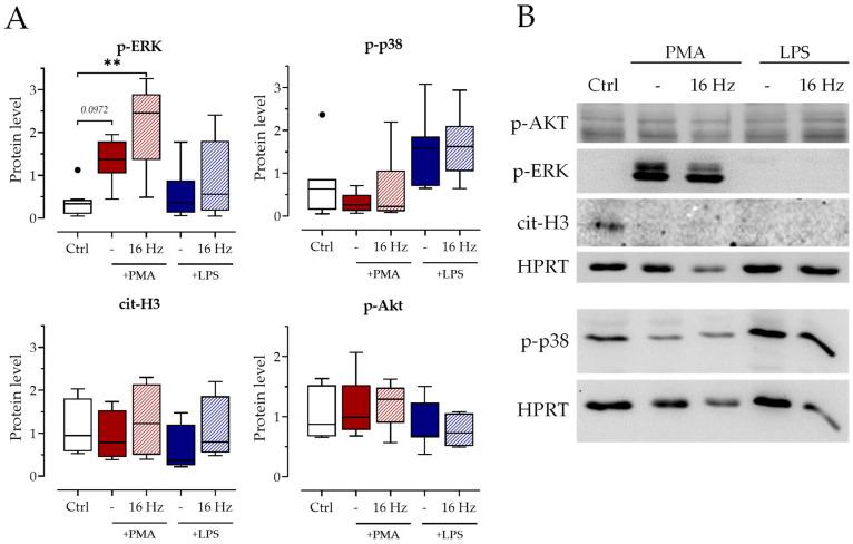 https://cdn.ncbi.nlm.nih.gov/pmc/blobs/70f9/10572227/18123f0ebb0a/ijms-24-14629-g004.jpg