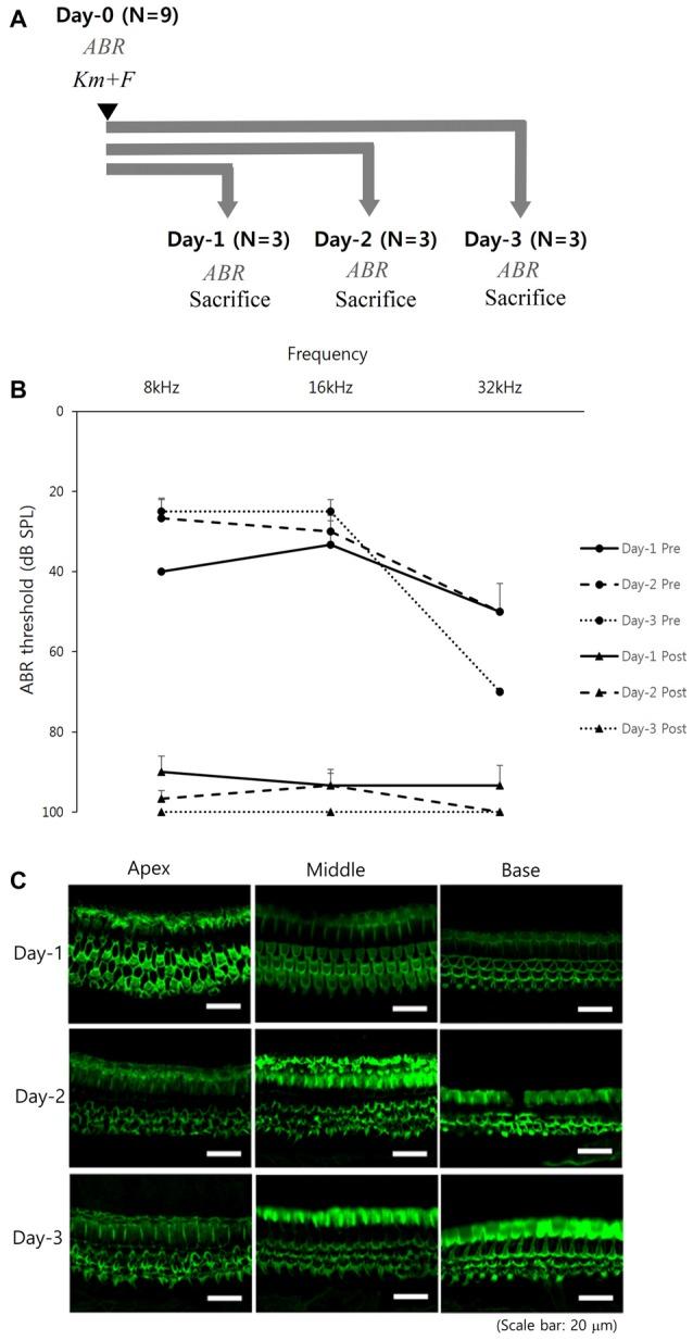 https://cdn.ncbi.nlm.nih.gov/pmc/blobs/70f9/5780435/b9bbd35e7442/fncel-12-00003-g0001.jpg