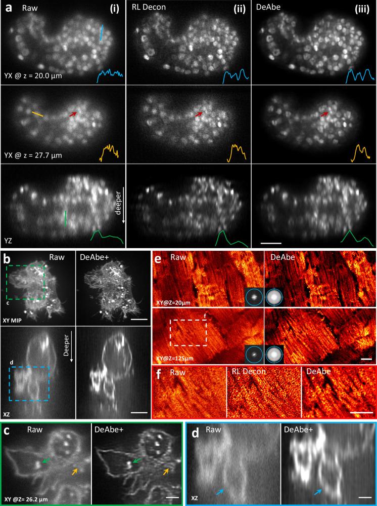 https://cdn.ncbi.nlm.nih.gov/pmc/blobs/70fa/11697233/7729959c64ed/41467_2024_55267_Fig3_HTML.jpg