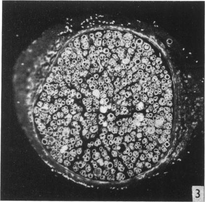 https://cdn.ncbi.nlm.nih.gov/pmc/blobs/70fb/1273214/5383ef73505f/janat00483-0057-c.jpg